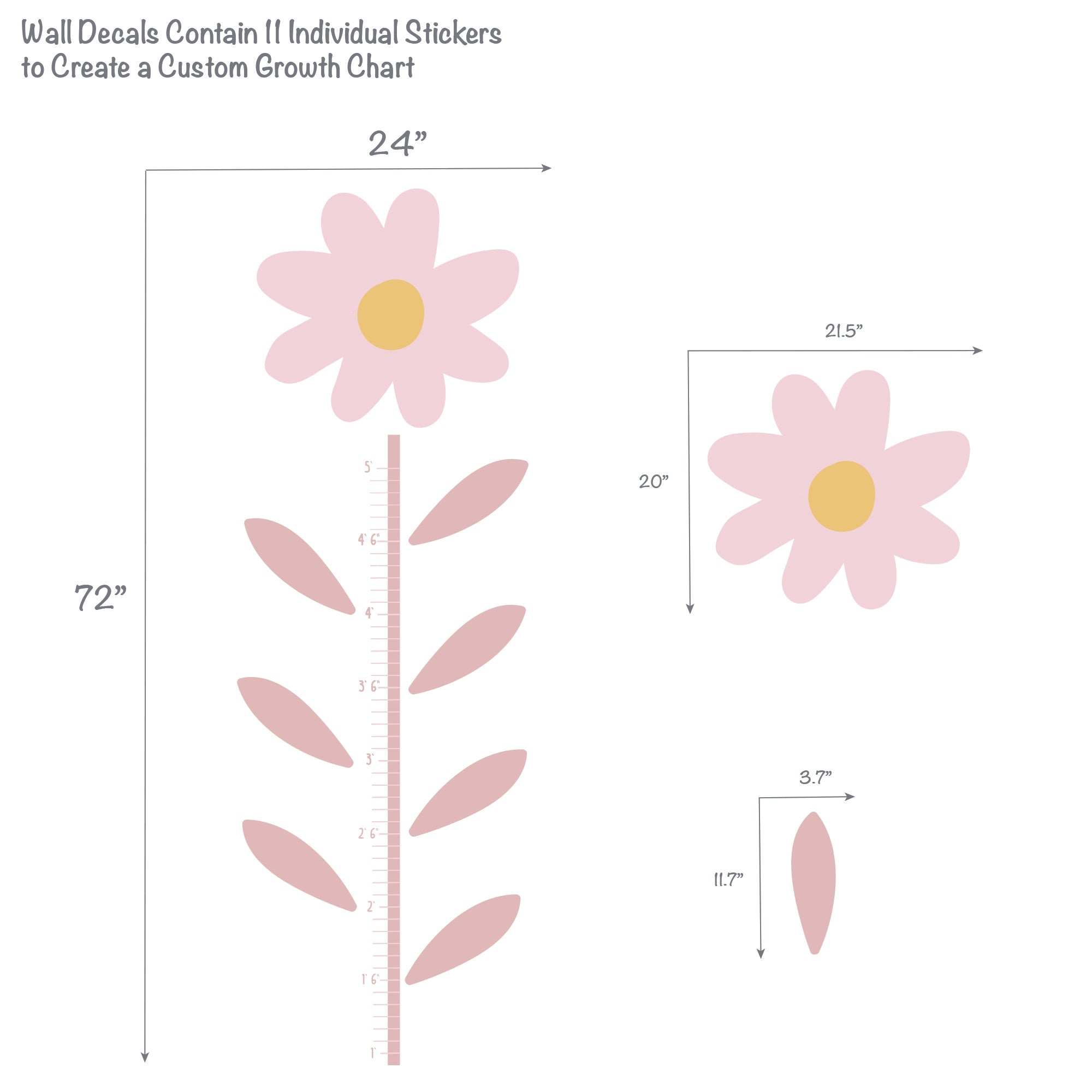Daisy Dreams Growth Chart